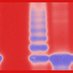 Marco Trujillo (@trujillolab) Twitter profile photo Marco Trujillo (@trujillolab) Twitter profile photo