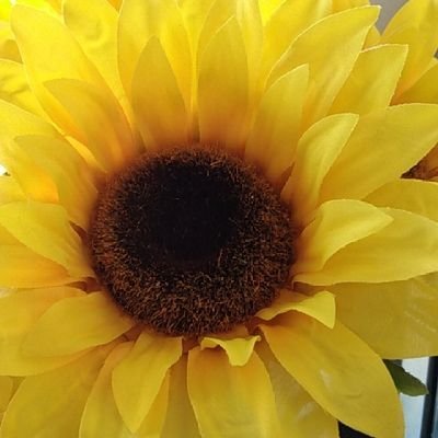 gmaterridut's profile picture. Retired RN, Stitching for my sanity, seeking knowledge and truth, be humble & kind