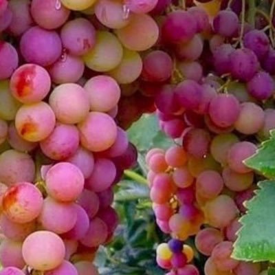 (مزرعة المحمدية) مهتم بالزراعة ومالك لمشروع زراعي عنب وتين وحمضيات ونخيل جوال 0555389464