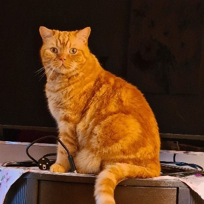 kociokwik5's profile picture. God, Honour, Fatherland