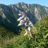 opus (@opus110110) 's Twitter Profile