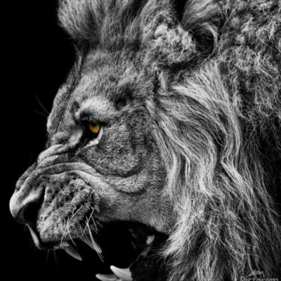 oucappy's profile picture. OU Alum, BMFS, ADK Lover. Always stay humble and kind