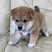 【柴犬】ぼく、ソラえもん。 (@d_scen) Twitter profile photo