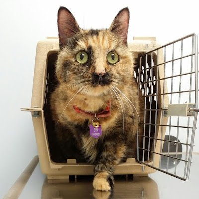 tinsogirl's profile picture. 