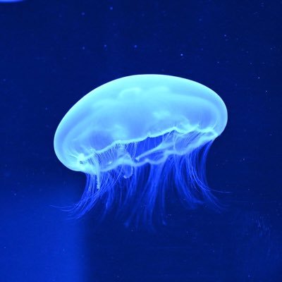 ヒポポ(ク)ラゲଳ~さんのプロフィール画像