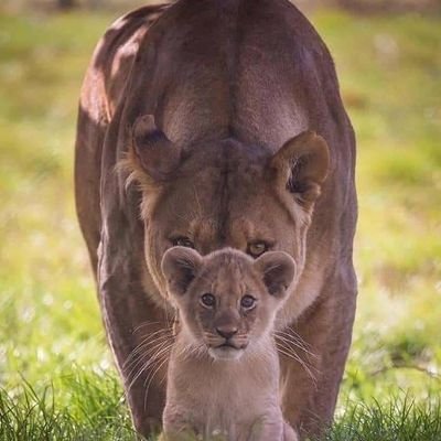 wildcapturd's profile picture. We post daily wild animals, birds/ African animals photos & video. @xyzvids