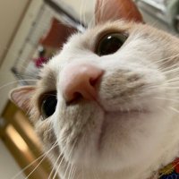 美穂 (@fjudpodqbfs584p) 's Twitter Profile