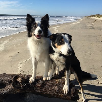 Two tri border collies helping their stay-at-home dog mom garden and things.