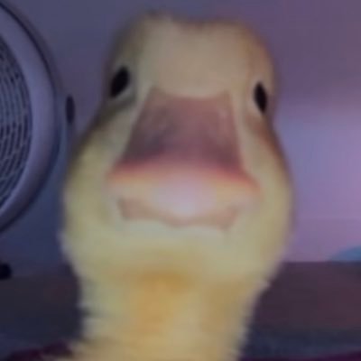 FelixFire999's profile picture. 