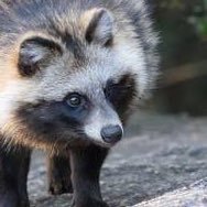 tanuponki's profile picture. 情報収集用です！皆さんの知識を参考にさせていただきます。