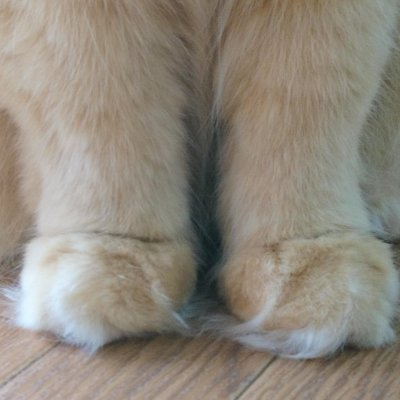 Tequila_Mar's profile picture. 猫アレルギーの猫好き