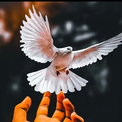 ParvazSagar's profile picture. I am citizen of pakistan