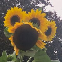 Carol Lapel (@skepticitical) 's Twitter Profile