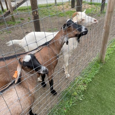 shushiloverjp's profile picture. 社会人4年目/メーカー勤務/TOEIC/簿記