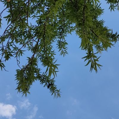 YukiAya12's profile picture. 