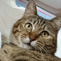 このみ (@camellia_cold) 's Twitter Profile