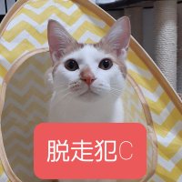 猫執事(@MegStrangeluck) 's Twitter Profile Photo