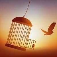 Saeedamc's profile picture. A simple human