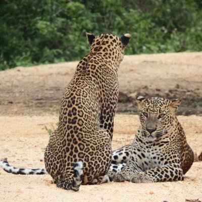 GuiaLanka's profile picture. We are a team of professional tour guides. We promote responisible and sustainable tourism.
Tenemos guias de habla español. Somos un equipo profesional.