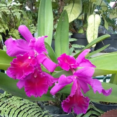 Elti3na's profile picture. Hobby berkebun