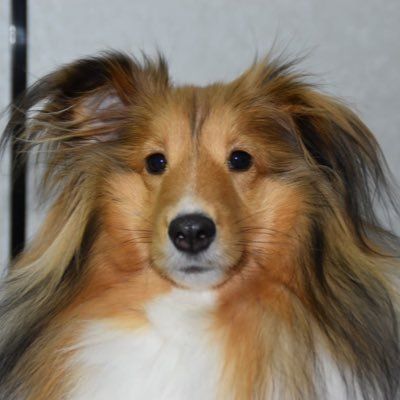 Sheltie_mugi Profile Picture