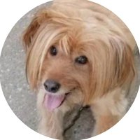 Trazim Zauvek Dom (@trazimzauvekdom) 's Twitter Profile Photo Trazim Zauvek Dom (@trazimzauvekdom) 's Twitter Profile Photo