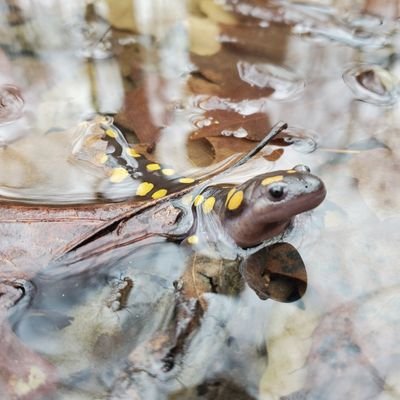 just a silly little account to talk about silly little amphibians and reptiles🐸🦎🐍🐢🐊 | partly educational, partly just for fun