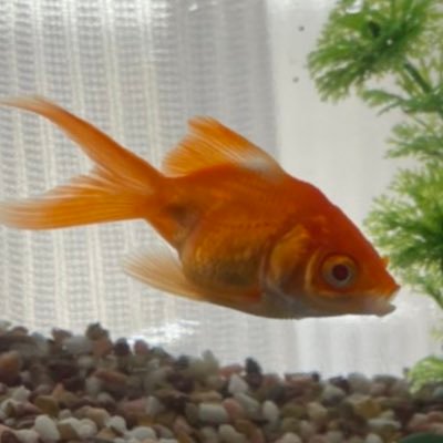 7v9JweI61riG7OX's profile picture. ｺﾝﾆﾀﾊ