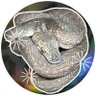 tyobirin711's profile picture. 蛇をすこしだけ飼ってます