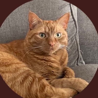 JacK The Ginger Cat - I share my lovely home with my humans - @Sandalsjon and @Rattinem, who do spoil me! 🐾🐾