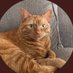 JacKTheGingerCat 🐾🐾 (@JacK_GingerCat) Twitter profile photo