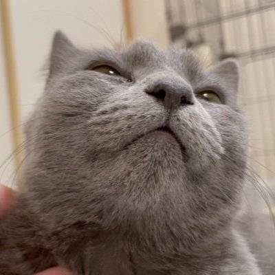 sorachan0718's profile picture. そらちゃんの日常をYouTube投稿してます🐱チャンネル登録してね🧡 ロシアンブルーの女の子。2021年7月18日生まれ。#猫 #cat #猫好きさんと繫がりたい #猫のいる生活 #YouTube #YouTuberと繋がりたい #YouTubeチャンネル登録 #ロシアンブルー #russianblue