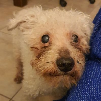 ZaneiraWolf's profile picture. 