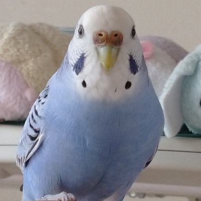 つくば市在住
水色のセキセイインコ(ココちゃん)
4/9に豊里の杜の自宅からココちゃんが逃げてしまいました。現在も捜索しています。多くの方のご協力をお願いします。
twitterは3.11の時に情報収集のために、登録しましたが、それ以来使用していなかったので、ほとんど初心者です。失礼がありましたら、申し訳ありません。