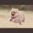 カンちゃんのアイコン