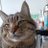 猫の国カッティฅ^•ﻌ•^ฅのアイコン