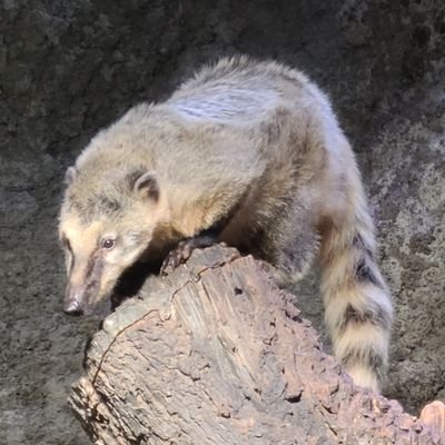 TsumuTs98278421's profile picture. よろしくお願いします！
好物はキュウリです。