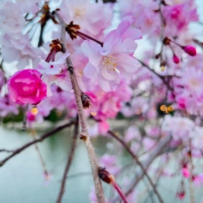 取引専用。【本垢FF300↑（提示可）】20↑ | 交換・譲渡 | 郵送・振込希望 | ※取引終了後はDM並びに該当ツイートは削除致します。