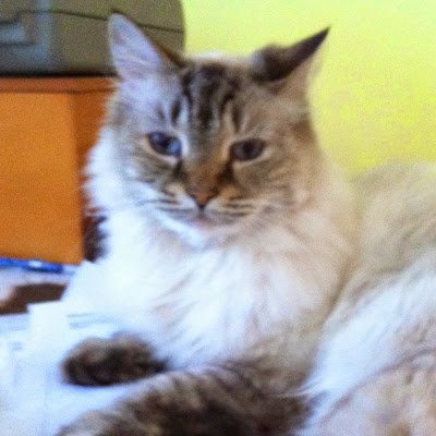 sophiemario22's profile picture. 