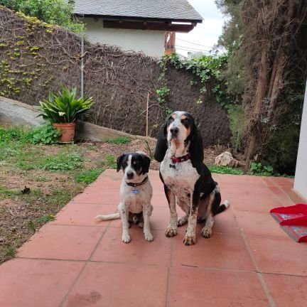 Irracional unas veces y racional otras. Me encantan la música y la ópera.  Cerca del mar y del bosque. Tengo dos perros preciosos.