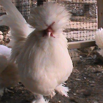 GannonParisD's profile picture. Chickens!