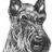 TerriersSoccer's profile image