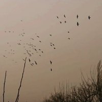 Sade Bir vatandaş (@ben_masumum_ya) 's Twitter Profile