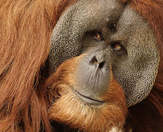 A one-stop mobile location for Orangutan conservation efforts.