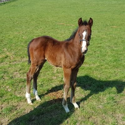 BB_Equine's profile picture. Thoroughbred Breeders and Racing Enthusiasts