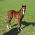 B&BEquine (@bb_equine) Twitter profile photo B&BEquine (@bb_equine) Twitter profile photo