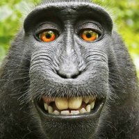 El Mono de Cuba (@elmonodecuba) 's Twitter Profile