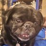marciabigg's profile picture. Wife to Chris and mum to 2 young men (still my boys). Chesterfield FC and F1 fan. Lover of pugs, especially ours 😍. All opinions expressed are my own.