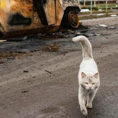 PursuingMciver's profile picture. Truth, Justice, and the American Way ~ Meredith McIver. Still Pursuing McIver, but this is important, too.  #Resistance 🇺🇦 🌻 💙💛✌🏼🌊🌊🌊🌊👀🌟🦋