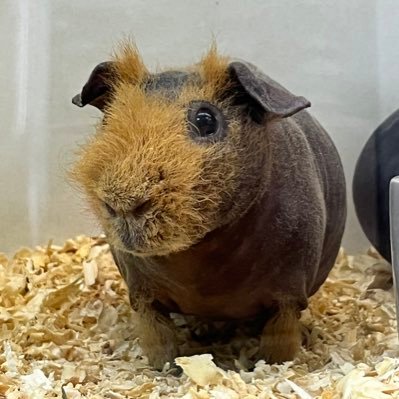 littleavocado0's profile picture. 